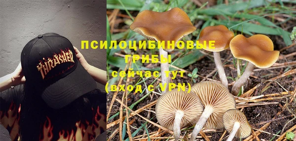 гашик Арсеньев